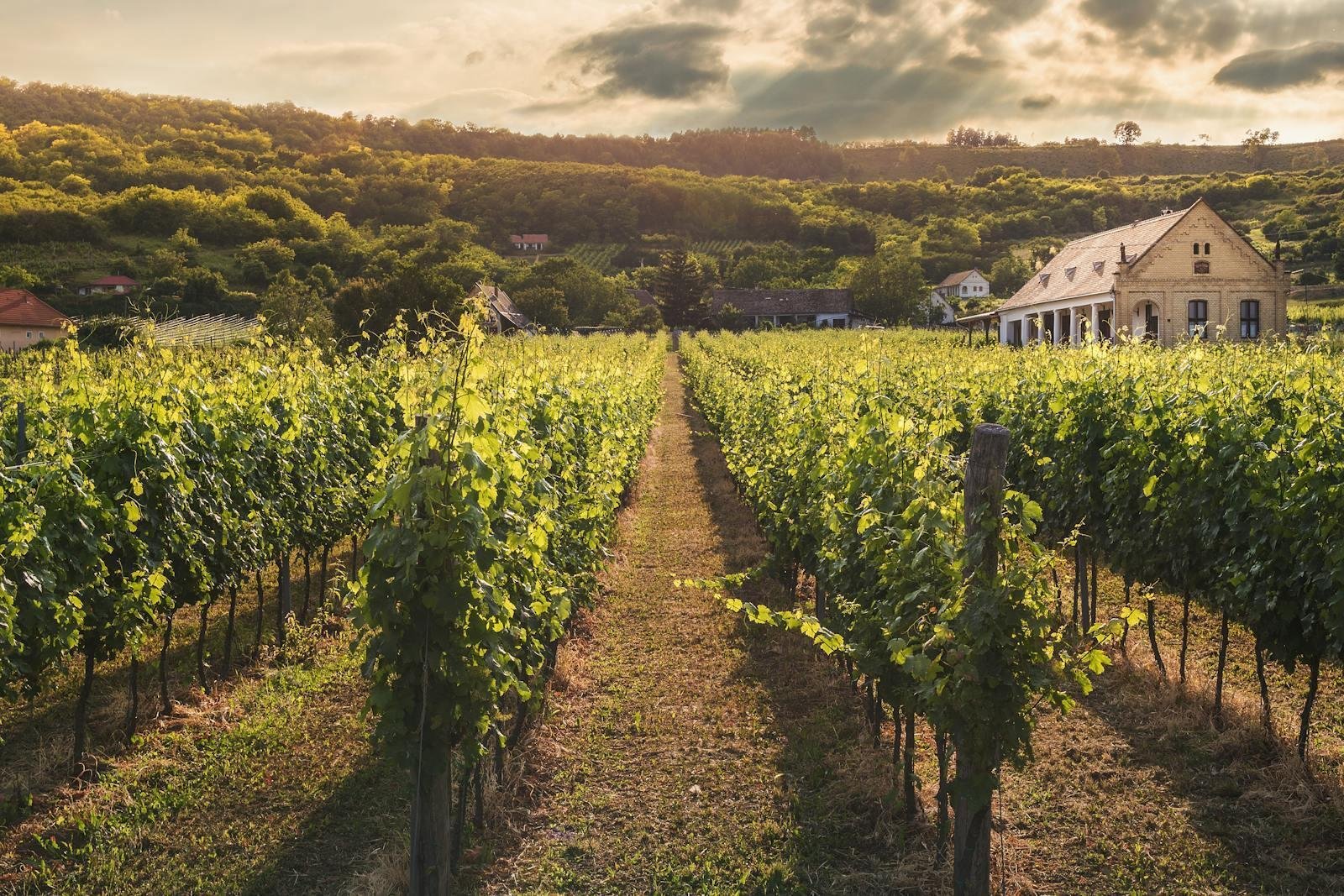 São Joaquim: vinhos de altitude - foto 2